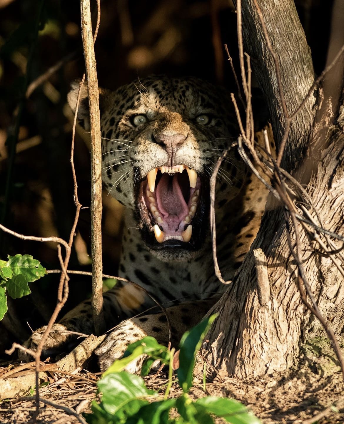 Growling Jaguar